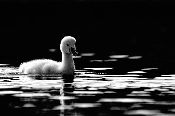 Une photo en low-key noir et blanc d'un cygneau sur un étang de la Dombes. Photo réalisée depuis un affût flottant. 