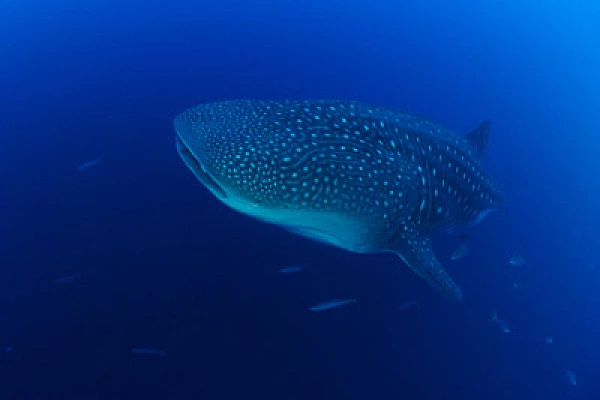 La faune sous-marine des Galapagos. Photographies par Amar Guillen.