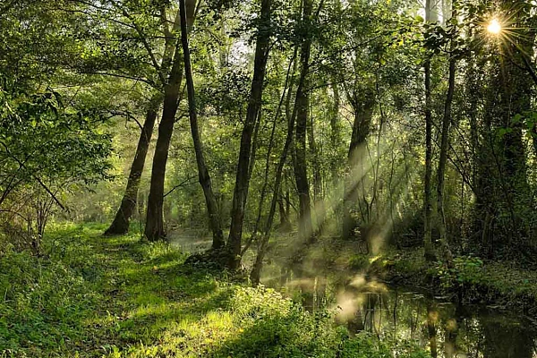 Raies de lumières dans une forêt de Charente-maritime avec un cours d'eau. Photographie par Amar Guillen, artiste photographe.