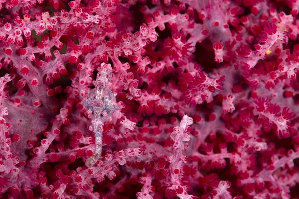 A pygmy seahorse framed with the rule of thirds.