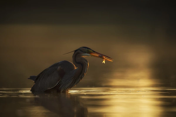 Héron pourpré pêchant une carpe dans un étang de la Dombes.