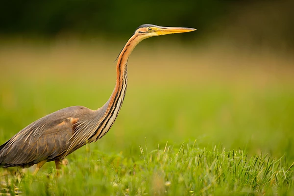 Photo of a purple heron taken from a floating blind in the Dombes.