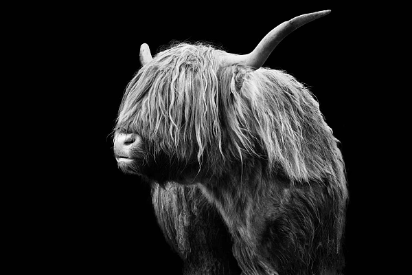 Portrait en noir et blanc d'une vache highland en Ecosse.