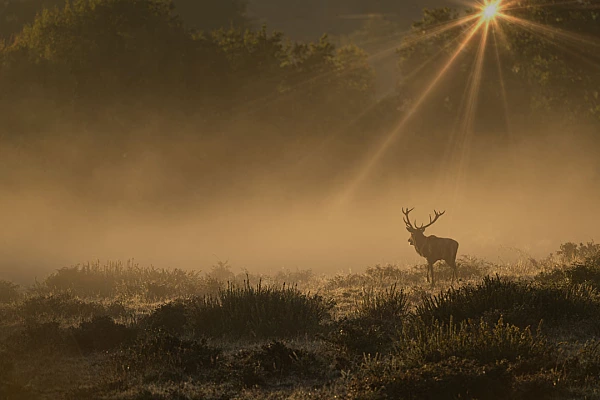 Cette photo prise pendant le brame du cerf montre l'une des fois où j'ai vu la 'Lumière'.