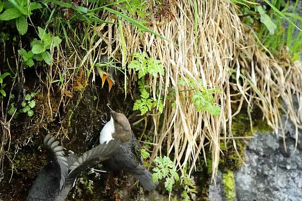 Le cincle plongeur de la rivière de Beaufort