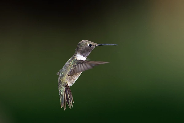Colibri à gorge noire en vol dans l'Arizona aux Etats-Unis.