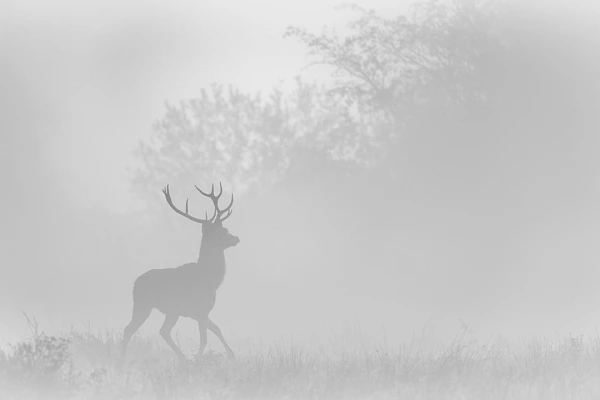 L'élégance d'un cerf marchant dans le brouillard pendant le brame du cerf. Photographie par Amar Guillen, artiste photographe