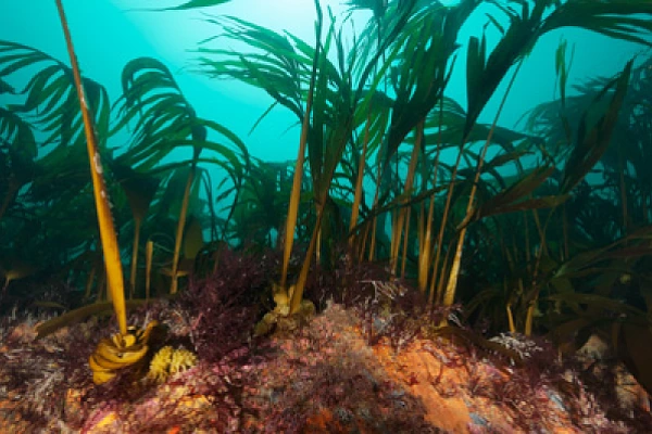 Underwater fauna along the coast of Charente-Maritime in France. Photographs by Amar Guillen.