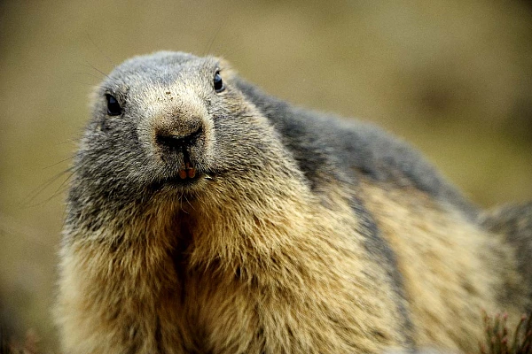 La faune du Beaufortain dans les Alpes françaises.