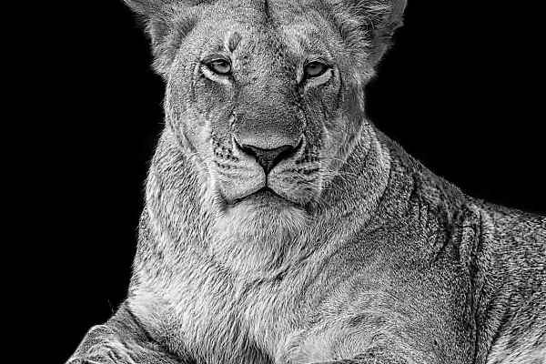 Lionne au Kenya dans le style photo back to black. Photographie par Amar Guillen, artiste photographe.