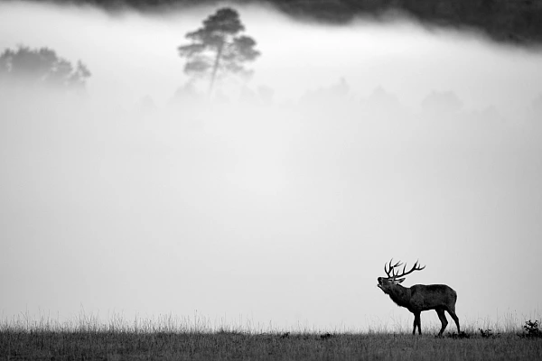 Projet photo brame du cerf. Automne 2016.