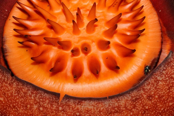 La rafflesia : la plus grande fleur du monde.