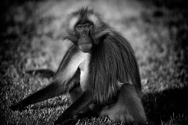 Gelada sur les hauts plateaux du Simien en Ethiopie. Photographie par Amar Guillen, artiste photographe.