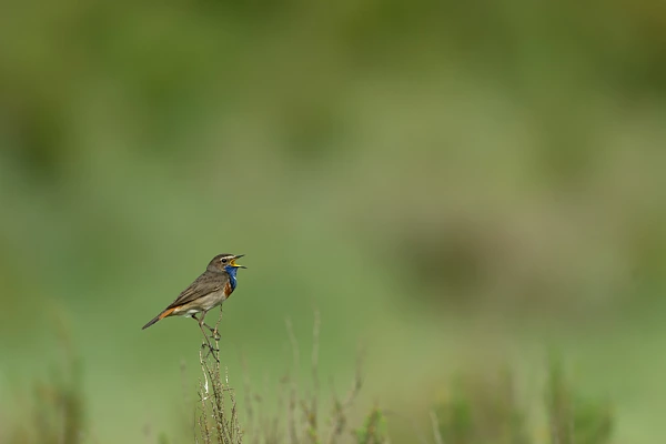 Un gorgebleue à miroir mâle en train de chanter dans une zone humide de la Charente-Maritime.