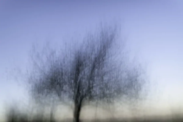 Trees photographed blurry in ICM style. Fine art Photograph in color by Amar Guillen, photographer artist.