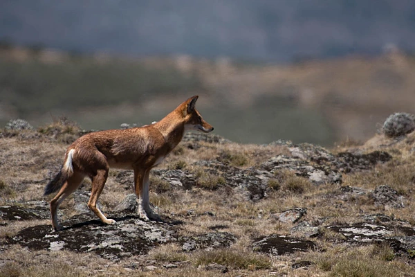 Le loup d'Ethiope photographié ici sur le plateau de Balé est un rêve pour les photographes animaliers.