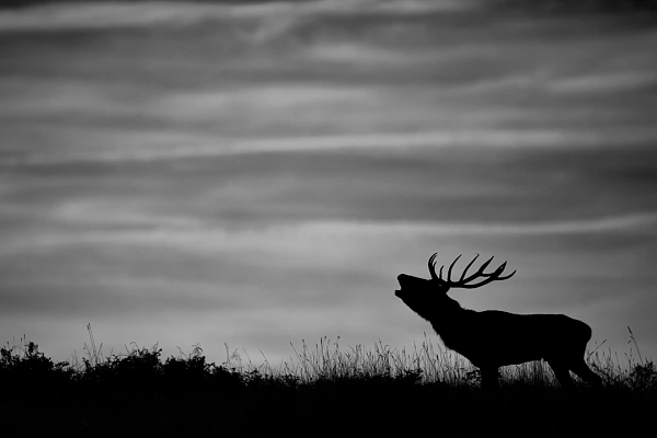 Les comportements animaliers sont des sujets intéressants pour raconter des histoires dans des photos artistiques.