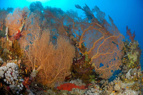 Gorgonnes géantes sur un tombant de Safaga dans la Mer Rouge.