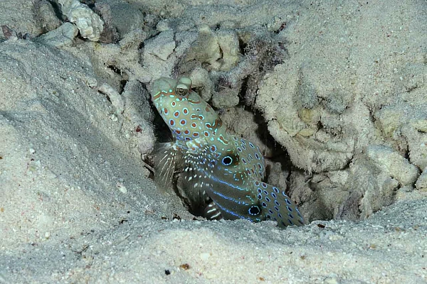La vie sur le sable du fond de la mer Rouge. Récifs des Fury Shoal en Mer Rouge en Egypte