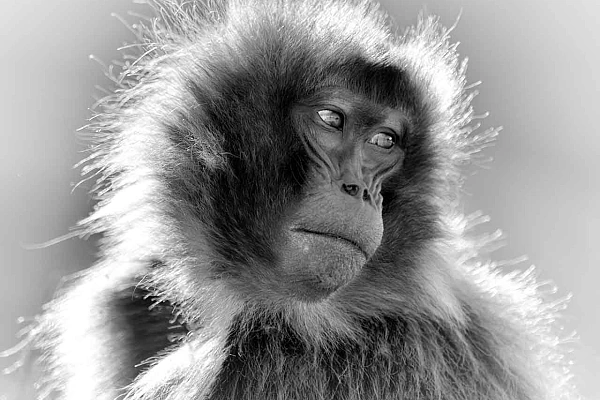 Cette photographie d'une femelle gelada en Ethiopie est un exemple d'écriture photographique. Elle fait partie de la collection 'Portraits de Geladas'.