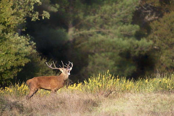 Cerf en train de bramer dans une prairie en Charente-Maritime.