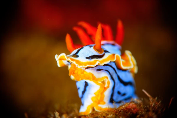 Projet de photo sous-marine aux Philippines à Anilao en mars 2017.