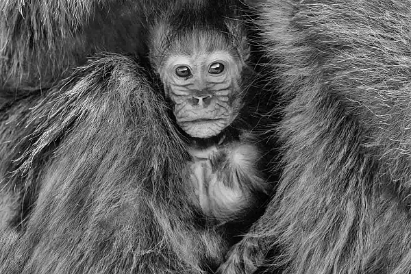 Exemple de l'utilisation des textures dans une photo. Un jeune gélada à l'abri dans la fourrure de sa mère