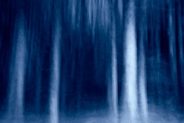 Un arbre évoquant une danse. Photographie d'art en couleur par Amar Guillen, artiste photographe.