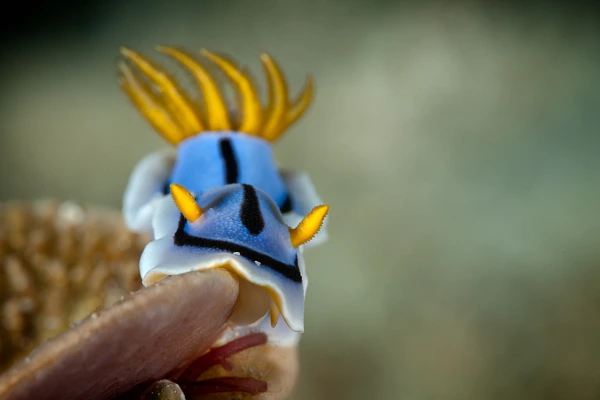 Photo sous-marine d'un nudibranche. En photographie sous-marine, la technique du bokeh est très intéressante en gros plan pour mettre des sujets en valeur.