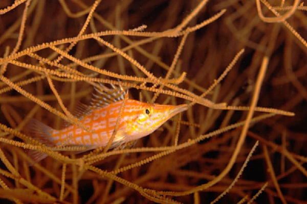 Gros plans sous-marins au large du Soudan en Mer Rouge. Photographies par Amar Guillen.