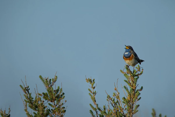 Un gorgebleue à miroir en train de chanter dans une zone humide de la Charente-Maritime