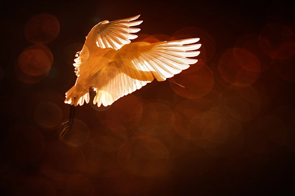 Wildlife portfolio in color. Amar Guillen, Photographer 