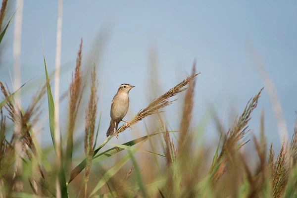 Phragmite aquatique dans une roselière de la Charente-Maritime.