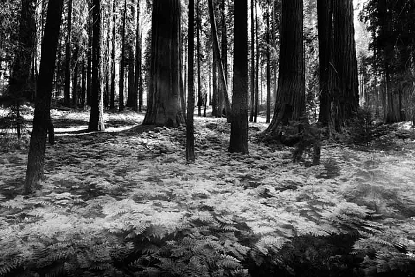 Paysage du parc national de Sequoia dans l'état de la Californie aux Etats-Unis. Photographie d'art en noir et blanc par Amar Guillen, artiste photographe.