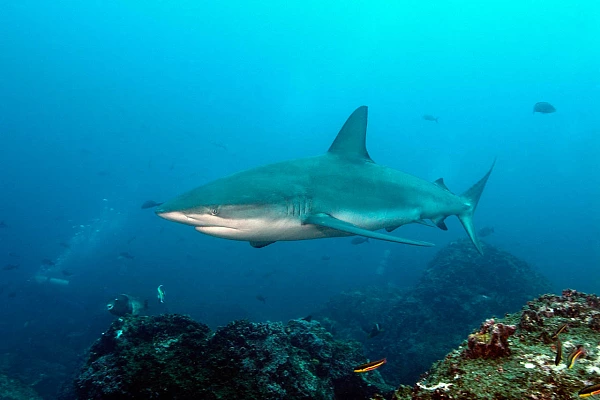 Le requin des Galapagos à Wolf Island.