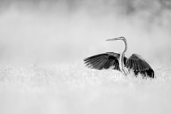 Héron pourpré déployant ses ailes sur un étange de la Dombes en France. Photographie par Amar Guillen, artiste photographe. 