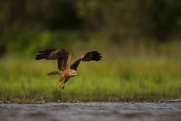 Projet de photo animalière en affûts flottants en Dombes en juin 2017