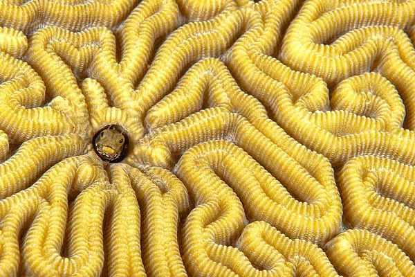 The negative space in this picture consists of the coral around the blenny. In this case, the negative space is the fish’s environment.