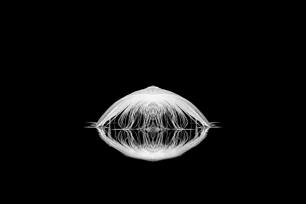 Plume à la surface d'un étang dans le style photo back to black. Photographie par Amar Guillen, artiste photographe.