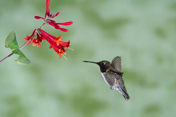 Photo d'un colibri en vol dans le sud ouest du Texas aux Etats-Unis. C'est une photo difficile à réaliser où la mise en scène joue un rôle important.