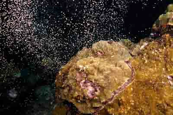 La reproduction du corail dans le Golfe du Mexique aux Etats-Unis. Photographies par Amar Guillen.