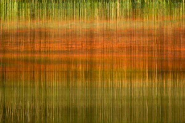 Reflets d'un arbre et d'un ciel sur l'eau. Photographie par Amar Guillen, artiste photographe.