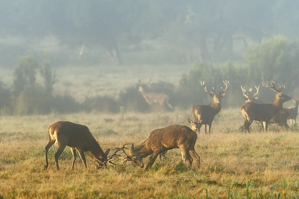 Les combats de cerfs élaphe au moment du brame peuvent être très violents.