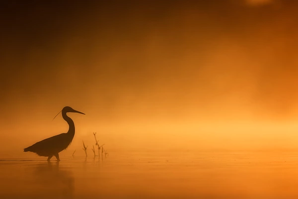 Ambiance matinale dans une zone humide : grande aigrette marchant dans un étang en Dombes. Amar Guillen Photographe.