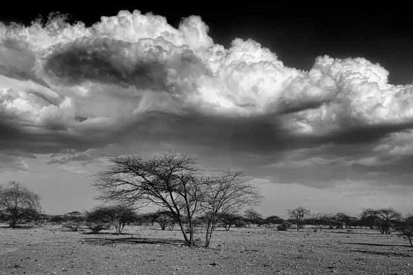 Arbres et nuages en noir et blanc dans un paysage du Kenya. Photo par Amar Guillen, artiste photographe.