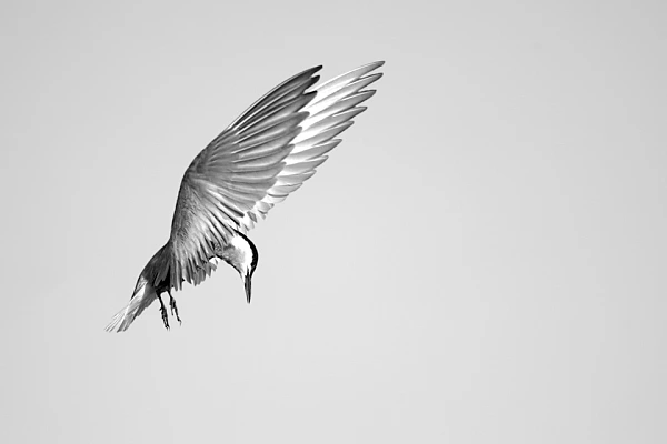 Une guifette moustac volant au dessus du Delta du Danube en Roumanie. Photographie par Amar Guillen, artiste photographe.