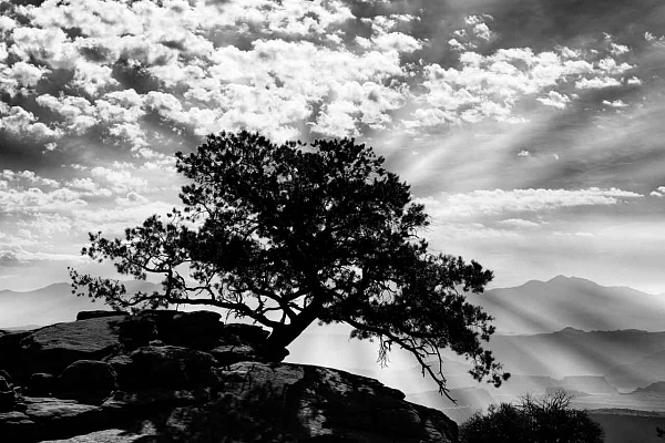 Le sujet de cette photographie artistique d'un arbre au Kenya n'est pas le propos. Les conséquences de l'interprétation de cette photo est le but final de cette création.