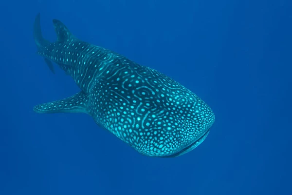 Un requin baleine au large de l'atoll de Ari aux Maldives.