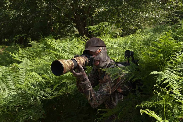 Un photographe à l'affût dans des fougères pendant l'un de nos stages consacré au brame du cerf.