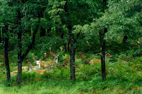 Harde de daims européens dans une forêt du Poitou-Charentes.